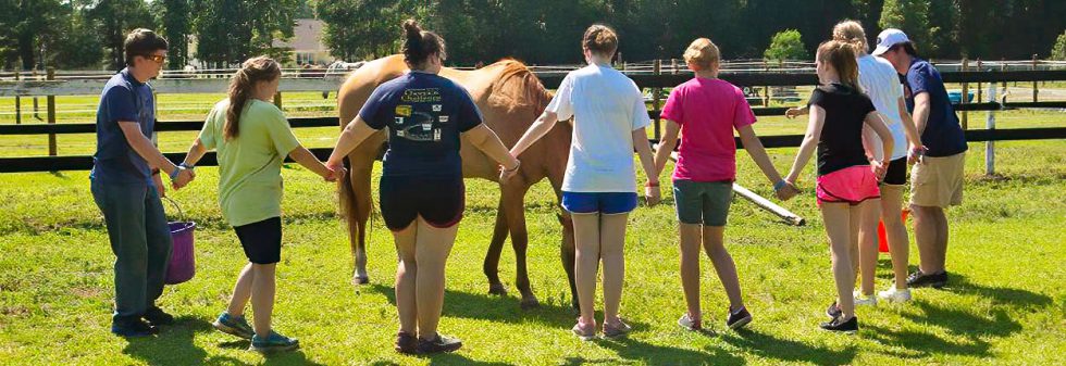 Horse Volunteer Near Me Provides Opportunities for Involvement